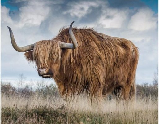 Highland Cow paint by numbers