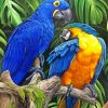 Tropical Macaws paint by numbers