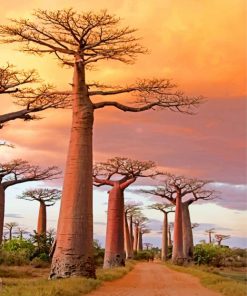 Avenue Of The Baobabs paint by numbers