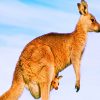 Australian Kangaroo Species