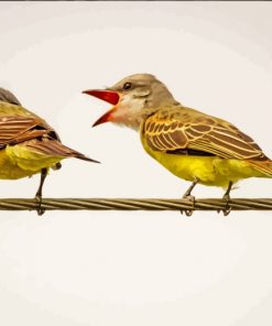 Finches On Wire Paint by numbers