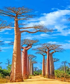 Madagascar Baobabs Trees Paint by numbers