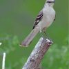 Northern Mockingbird Paint by numbers