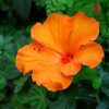 Orange Hibiscus Flower Paint by numbers