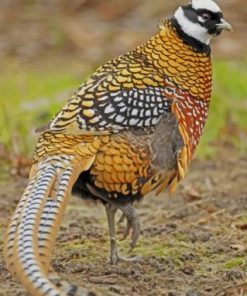 Pheasant Bird paint by numbers