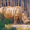 Rhinoceros-In-Zoo-paint-by-number