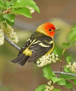 Western Tanager On Branch Paint by numbers