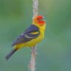 Western Tanager On Stick Paint by numbers