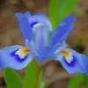 Blue Iris Flower Paint by numbers