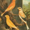 canary-birds-art-paint-by-numbers