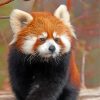 cute-red-panda-paint-by-numbers