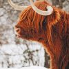 highland-cow-in-the-snow-paint-by-number