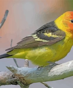 Little Western Tanager Bird Paint by numbers