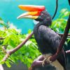 Malaysia Hornbill Bird Paint by numbers