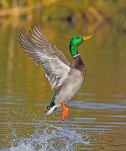 mallard-flying-paint-by-number