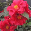 red-camellia-paint-by-numbers