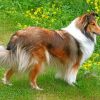 Sheltie Dog Paint by numbers