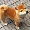 Shiba Inu Dog Paint by numbers