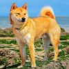 Shiba Inu Paint by numbers