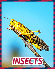 Insects