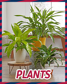 Plants