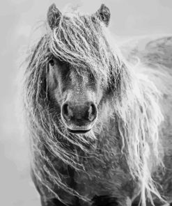 Black And White Shetland Pony Paint By Numbers