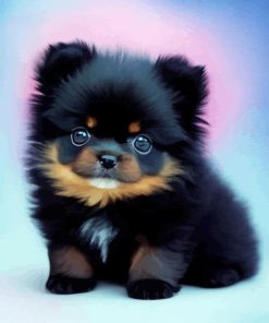 Black Pomeranian Paint By Numbers