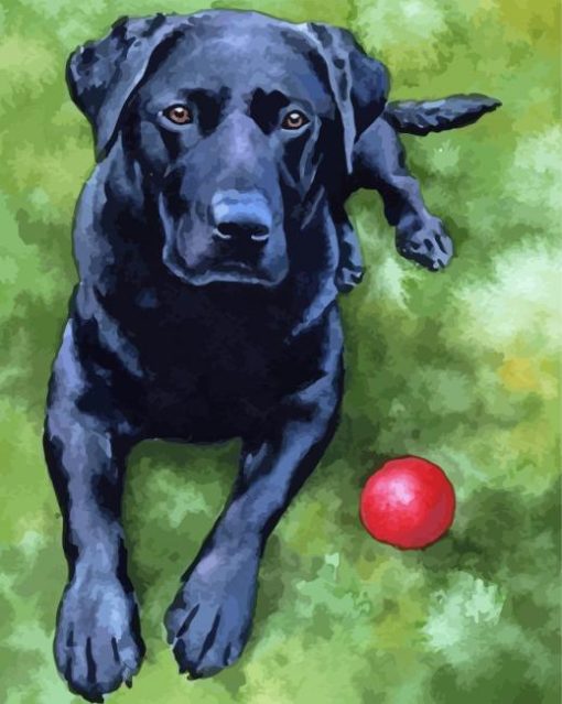 Black Labrador Art Paint By Numbers