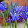 Bloom Blue Irises Paint By Numbers