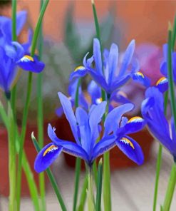 Bloom Blue Irises Paint By Numbers