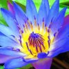 Blue Water Lily Paint By Numbers