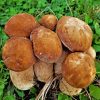 Boletus Edulis Paint By Numbers