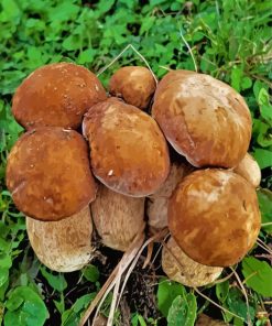 Boletus Edulis Paint By Numbers