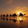 Broome Camels Sunset Silhouette Paint By Numbers