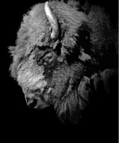 Buffalo Black And White Portrait Paint By Numbers