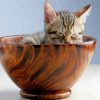 Cat In Wooden Tea Cup Paint By Numbers