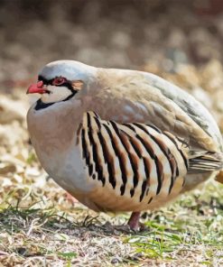 Chukar Paint By Numbers