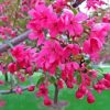 Crabapple Tree Blooms Paint By Numbers