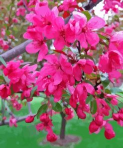 Crabapple Tree Blooms Paint By Numbers