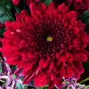 Red Chrysanthemum Plant Paint By Numbers