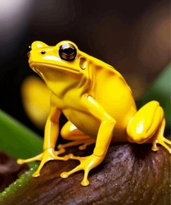 The Golden Poison Dart Frog Paint By Numbers