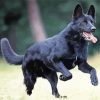 Black German Shepherd Dog Paint By Numbers