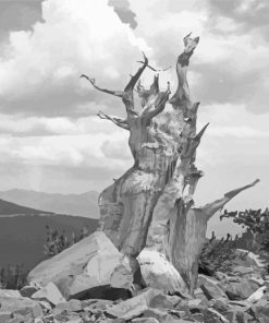 Black And White Bristlecone Pine Paint By Numbers