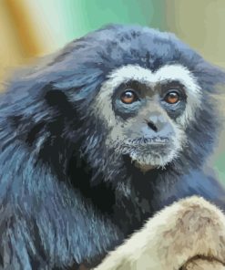 Black Gibbon Paint By Numbers