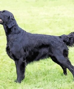 Black Golden Retriever Paint By Numbers