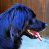 Black Golden Retriever Side View Paint By Numbers