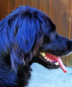 Black Golden Retriever Side View Paint By Numbers