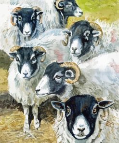 Blackface Sheep Paint By Numbers