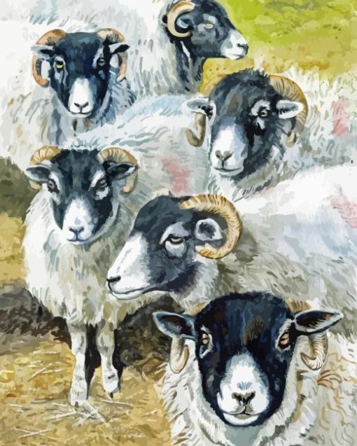 Blackface Sheep Paint By Numbers