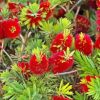 Bottle Brush Plant Paint By Numbers